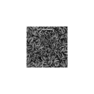 Phoenix Foundation : Falling (CD)