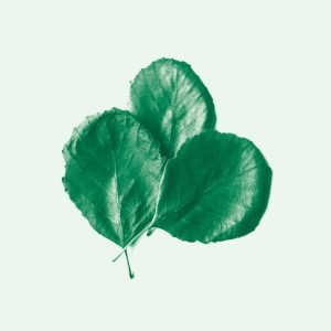Alder Ego: II (LP)